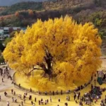 زیبایی بی پایان طبیعت؛ درخت 800 ساله در کره جنوبی