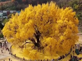 زیبایی بی پایان طبیعت؛ درخت 800 ساله در کره جنوبی