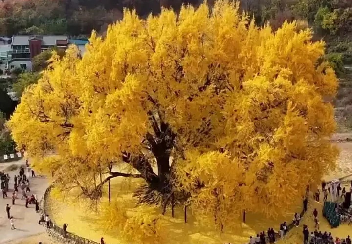 زیبایی بی پایان طبیعت؛ درخت 800 ساله در کره جنوبی 17 زیبایی بی پایان طبیعت؛ درخت 800 ساله در کره جنوبی