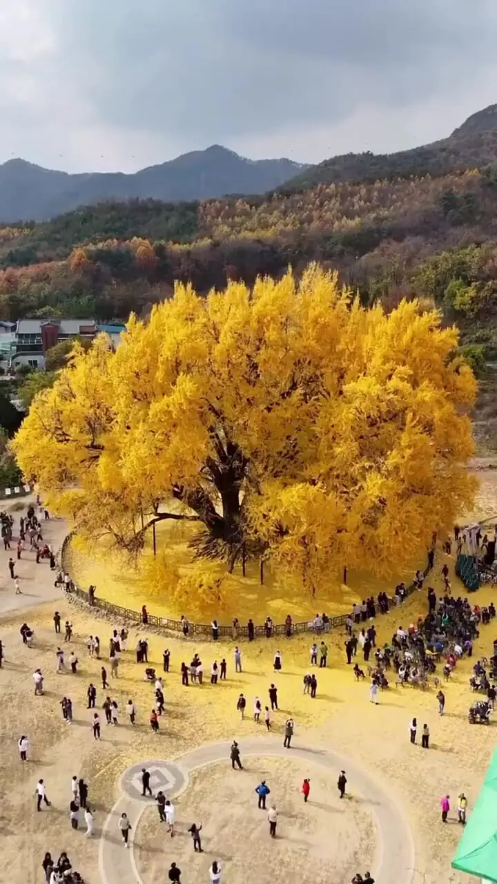 زیبایی بی پایان طبیعت؛ درخت 800 ساله در کره جنوبی