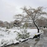 سرمای شبانه در 5 مرکز استان ادامه دارد