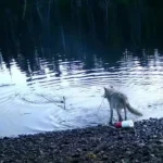 شکار گرگ با تورهای انسانی