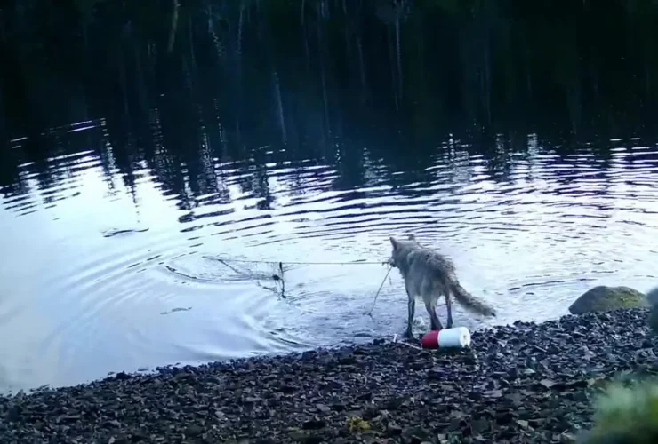 شکار گرگ با تورهای انسانی 6 شکار گرگ با تورهای انسانی