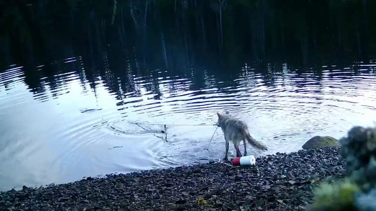 شکار گرگ با تورهای انسانی