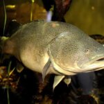 شکستن یک رکورد باورنکردنی؛ ماهی کوچکی که 860 کیلومتر شنا می کند!