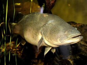 شکستن یک رکورد باورنکردنی؛ ماهی کوچکی که 860 کیلومتر شنا می کند! 8 شکستن یک رکورد باورنکردنی؛ ماهی کوچکی که 860 کیلومتر شنا می کند!