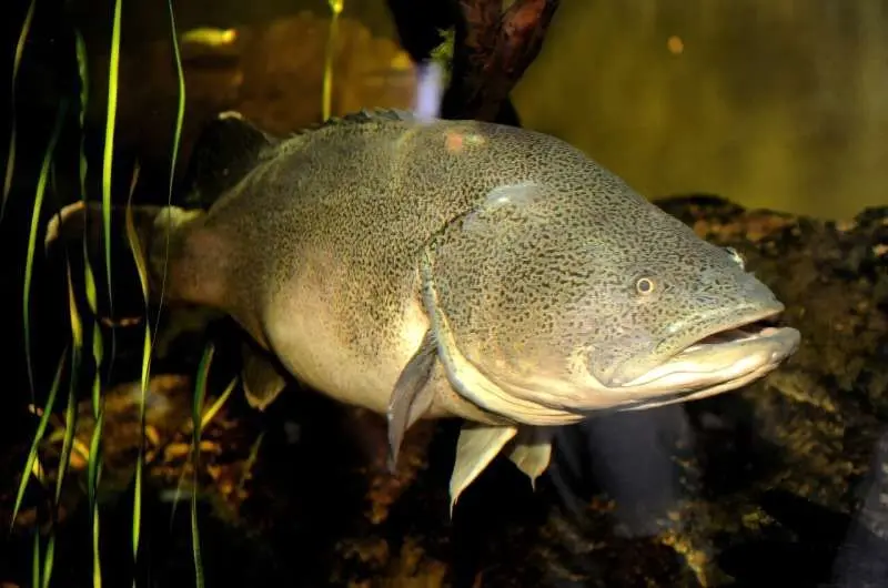 شکستن یک رکورد باورنکردنی؛ ماهی کوچکی که 860 کیلومتر شنا می کند!