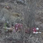 صحنه ای دیدنی از حیات وحش آفریقا: مبارزه برای بقا با پایانی شگفت انگیز