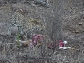 صحنه ای دیدنی از حیات وحش آفریقا: مبارزه برای بقا با پایانی شگفت انگیز 8 صحنه ای دیدنی از حیات وحش آفریقا: مبارزه برای بقا با پایانی شگفت انگیز