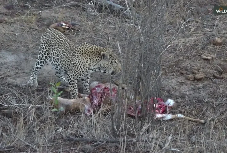 صحنه ای دیدنی از حیات وحش آفریقا: مبارزه برای بقا با پایانی شگفت انگیز