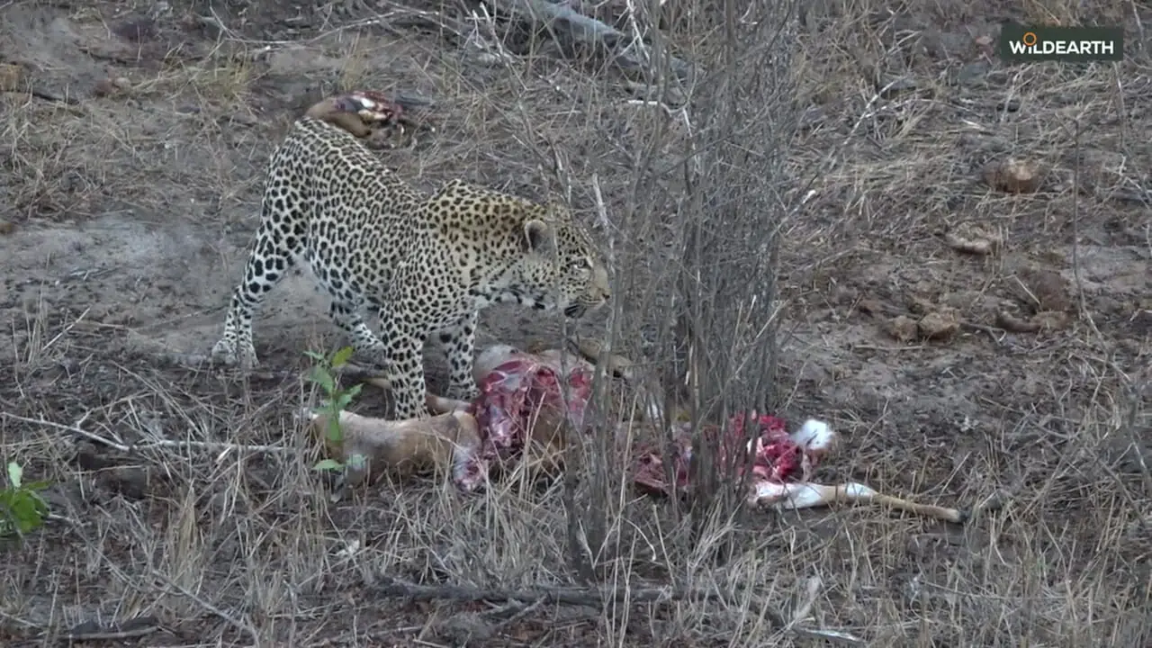 صحنه ای دیدنی از حیات وحش آفریقا: مبارزه برای بقا با پایانی شگفت انگیز