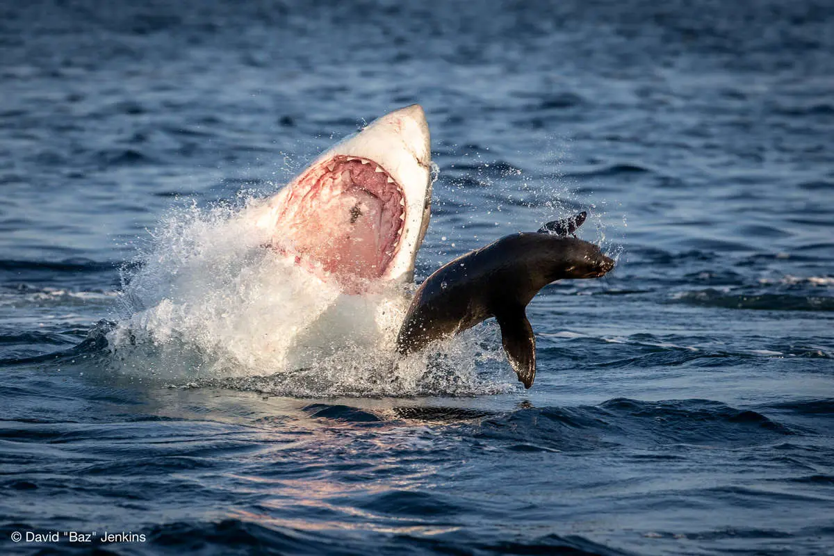 صحنه ای نادر و تکان دهنده از شکار فک توسط یک کوسه غول پیکر
