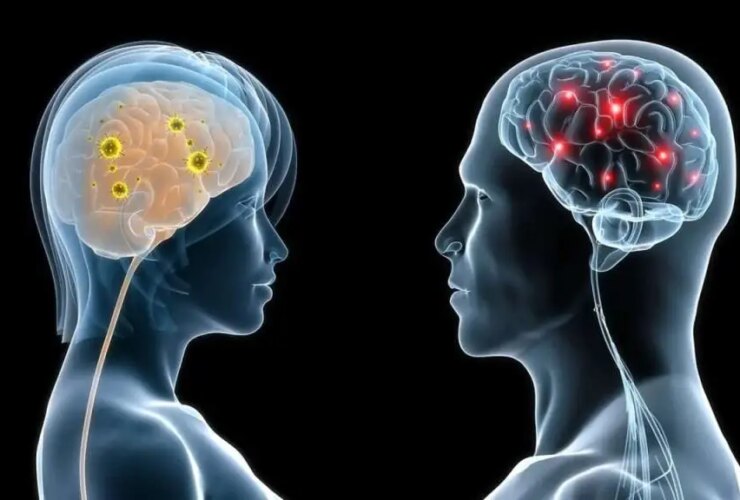 صدها ژن در مغز مردان و زنان متفاوت عمل می کنند 25 صدها ژن در مغز مردان و زنان متفاوت عمل می کنند