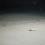 عکسی دل انگیز از اولین برف پاییزی تهران