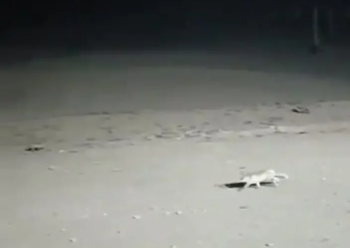 عکسی دل انگیز از اولین برف پاییزی تهران