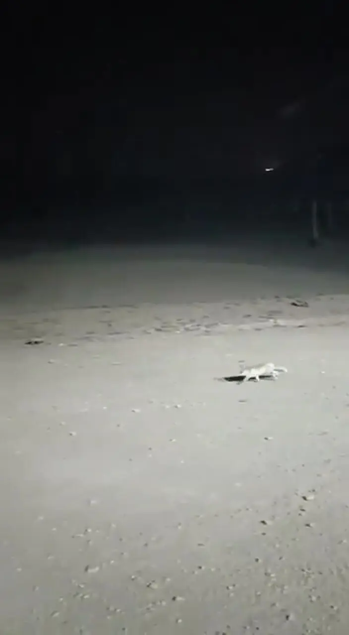 عکسی دل انگیز از اولین برف پاییزی تهران 1 عکسی دل انگیز از اولین برف پاییزی تهران