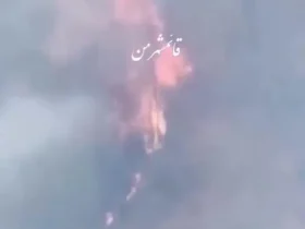 فریاد جنگلبانان برای آتش زدن جنگل های هیرکانی 8 فریاد جنگلبانان برای آتش زدن جنگل های هیرکانی