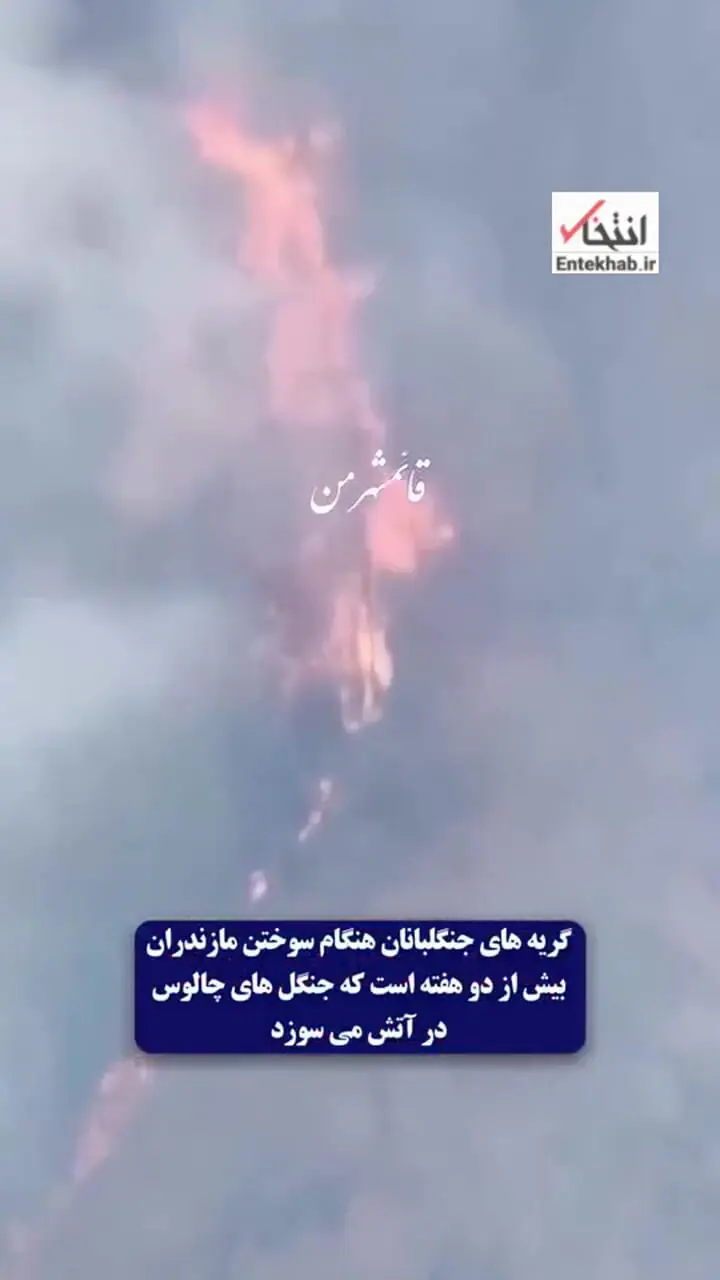 فریاد جنگلبانان برای آتش زدن جنگل های هیرکانی