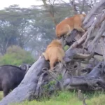 قدرت بوفالوها باعث فرار شیرها به بالای درخت شد