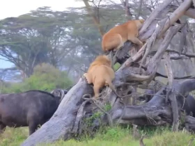 قدرت بوفالوها باعث فرار شیرها به بالای درخت شد