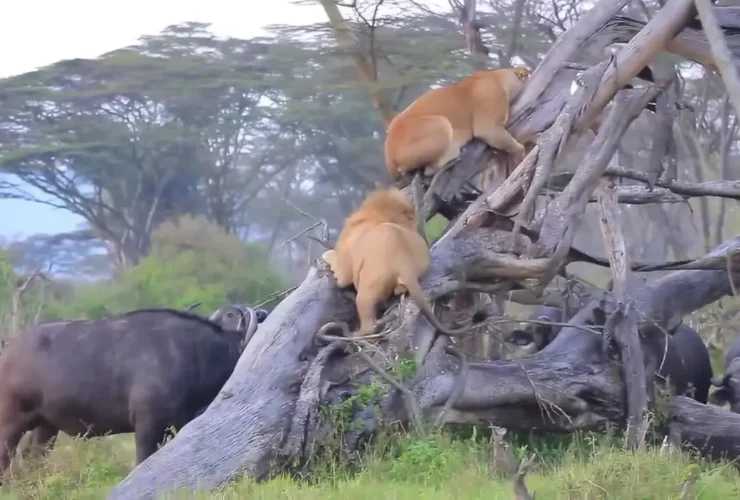 قدرت بوفالوها باعث فرار شیرها به بالای درخت شد 17 قدرت بوفالوها باعث فرار شیرها به بالای درخت شد