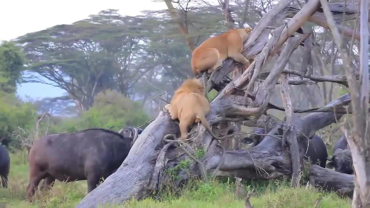 قدرت بوفالوها باعث فرار شیرها به بالای درخت شد