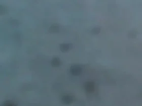 لحظه بلعیده شدن دوربین غواص توسط کوسه