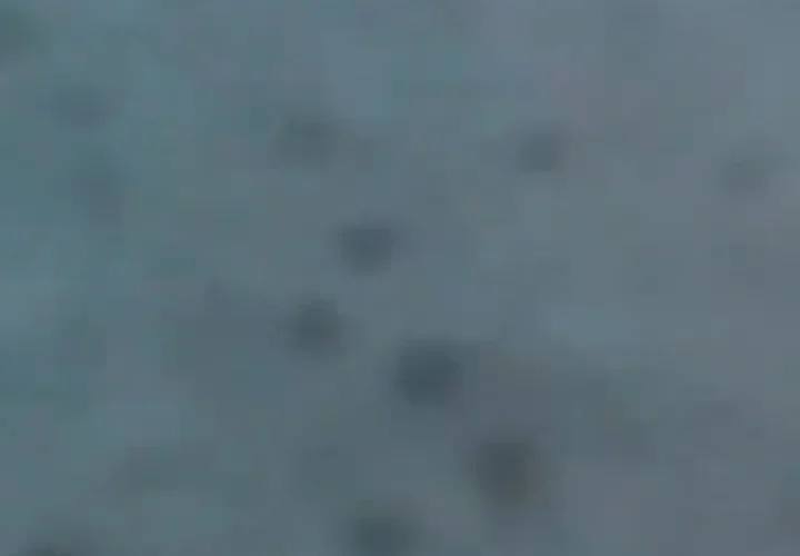 لحظه بلعیده شدن دوربین غواص توسط کوسه