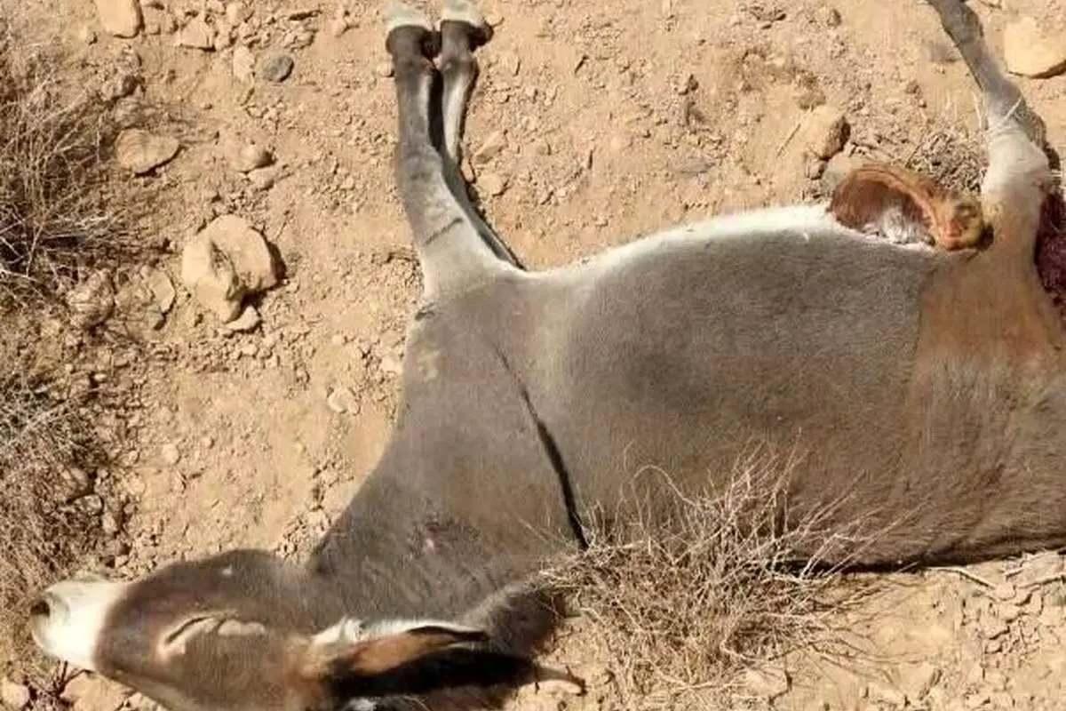 ماجرای کشتار الاغ های ولگرد در میناب چیست؟