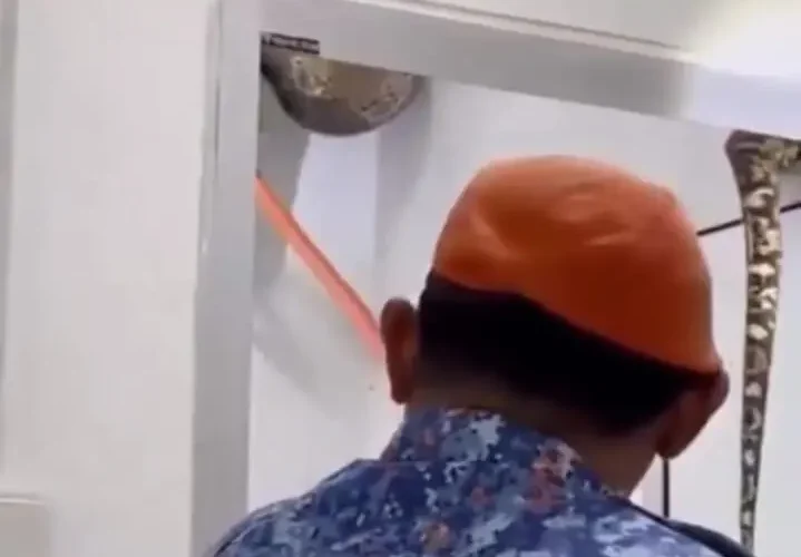 مار غول پیکر روی سقف حمام خانواده را ترساند