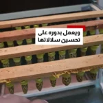 مردی که 12 کیلو زنبور در دست دارد