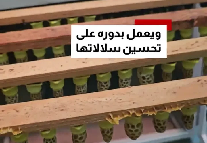 مردی که 12 کیلو زنبور در دست دارد 12 مردی که 12 کیلو زنبور در دست دارد