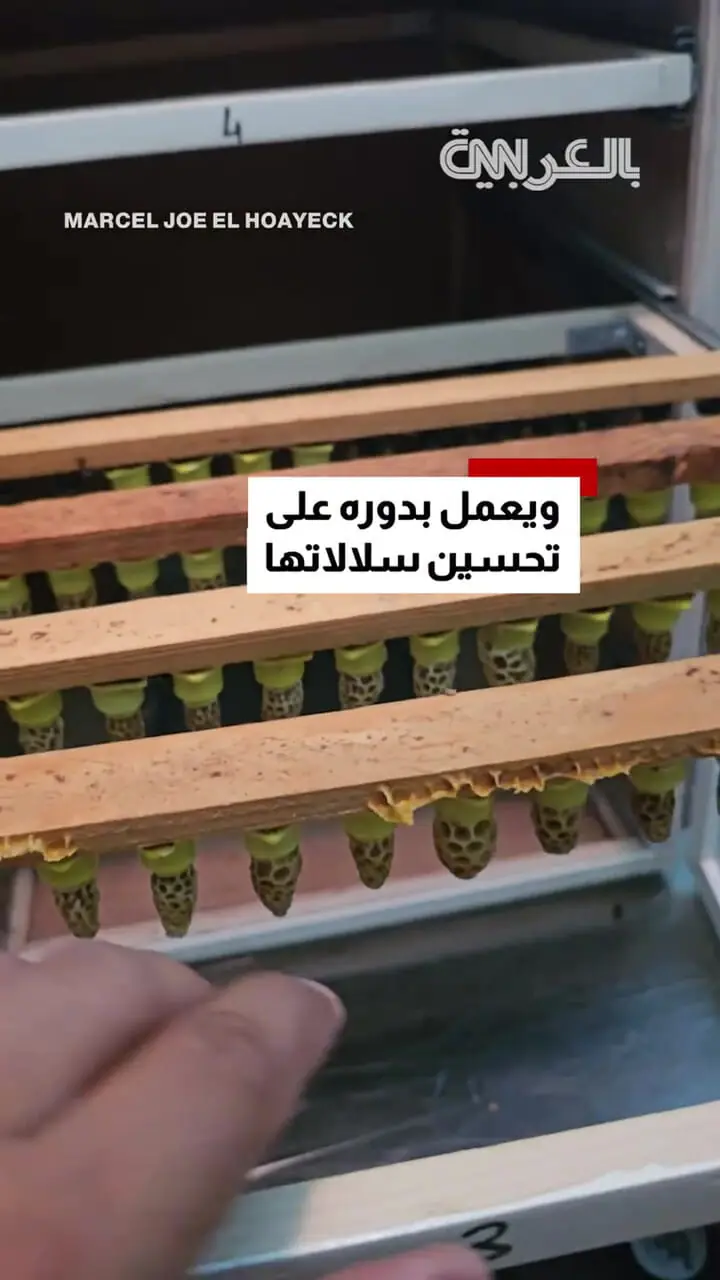 مردی که 12 کیلو زنبور در دست دارد 1 مردی که 12 کیلو زنبور در دست دارد