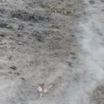 مهاجرت گله قوچ اوریال در پارک ملی گلستان