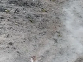 مهاجرت گله قوچ اوریال در پارک ملی گلستان 8 مهاجرت گله قوچ اوریال در پارک ملی گلستان