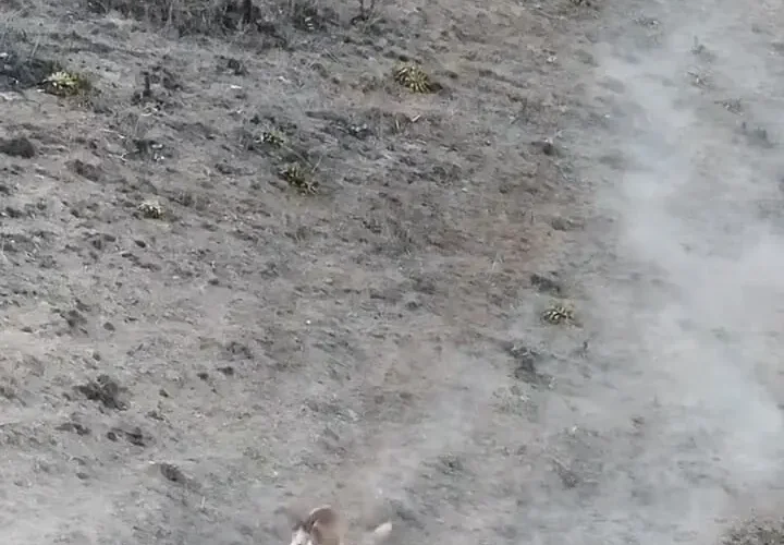 مهاجرت گله قوچ اوریال در پارک ملی گلستان