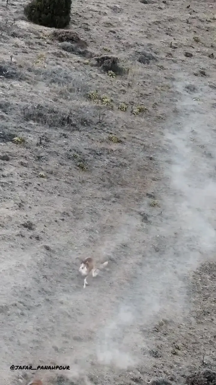 مهاجرت گله قوچ اوریال در پارک ملی گلستان 1 مهاجرت گله قوچ اوریال در پارک ملی گلستان