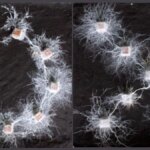 موجودات باهوش بدون مغز!