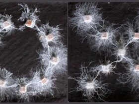 موجودات باهوش بدون مغز!