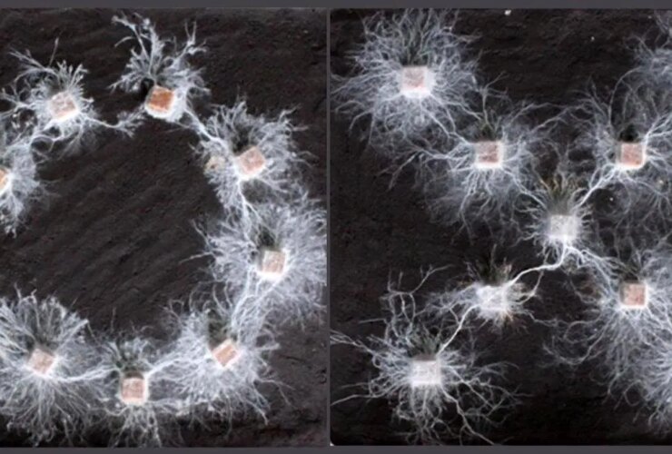 موجودات باهوش بدون مغز!