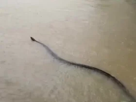 میهمان بزرگی که سیل برای مردم تایلند به ارمغان آورد