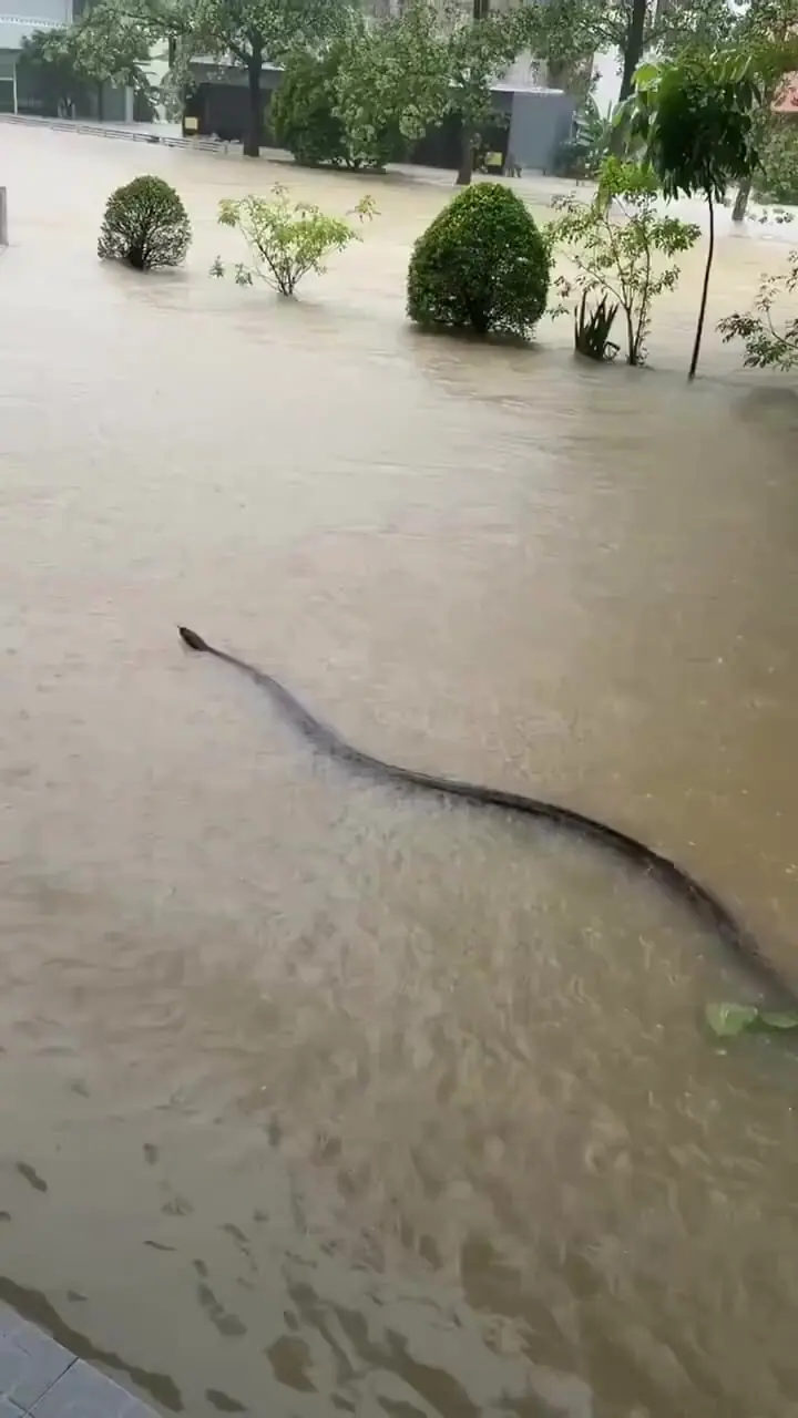 میهمان بزرگی که سیل برای مردم تایلند به ارمغان آورد 1 میهمان بزرگی که سیل برای مردم تایلند به ارمغان آورد