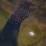 نقاشی انتزاعی مهارلو; فلامینگوها روی بوم رنگارنگ دریاچه می رقصند