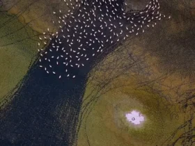 نقاشی انتزاعی مهارلو; فلامینگوها روی بوم رنگارنگ دریاچه می رقصند 8 نقاشی انتزاعی مهارلو; فلامینگوها روی بوم رنگارنگ دریاچه می رقصند