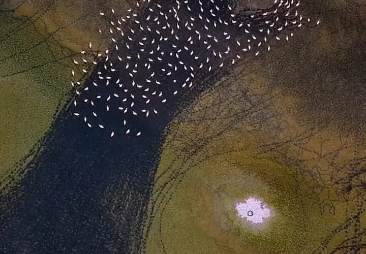 نقاشی انتزاعی مهارلو; فلامینگوها روی بوم رنگارنگ دریاچه می رقصند