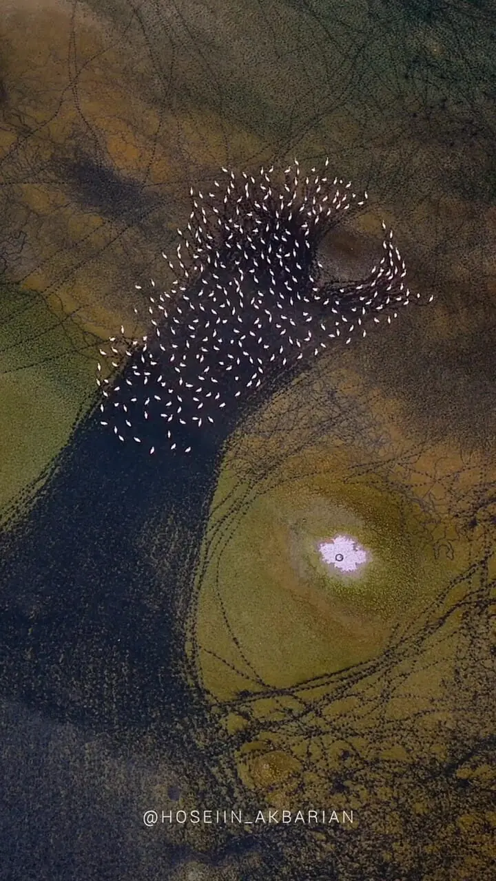 نقاشی انتزاعی مهارلو; فلامینگوها روی بوم رنگارنگ دریاچه می رقصند 1 نقاشی انتزاعی مهارلو; فلامینگوها روی بوم رنگارنگ دریاچه می رقصند