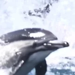 هزاران دلفین در کنار قایق منظره ای باشکوه و کمیاب را خلق کردند