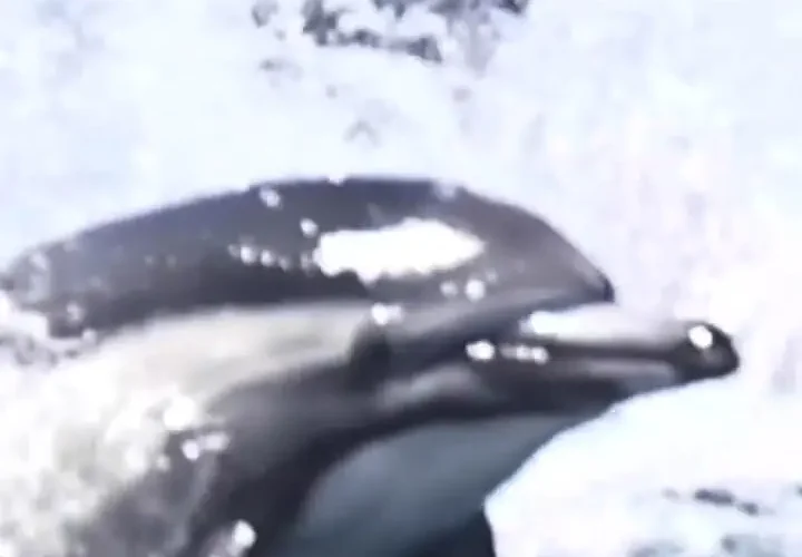 هزاران دلفین در کنار قایق منظره ای باشکوه و کمیاب را خلق کردند