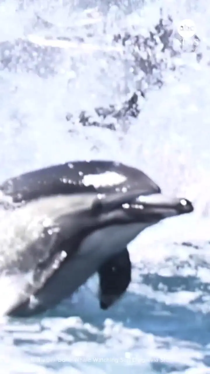 هزاران دلفین در کنار قایق منظره ای باشکوه و کمیاب را خلق کردند 1 هزاران دلفین در کنار قایق منظره ای باشکوه و کمیاب را خلق کردند