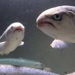 هوش مصنوعی ماهی ها را نجات می دهد